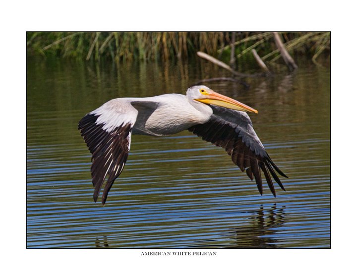 _1SB6079 american white pelican a85x11.jpg